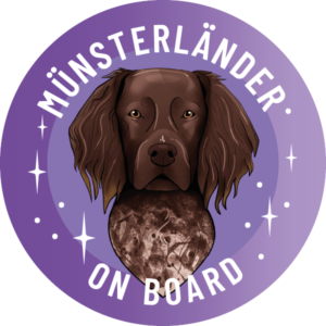 Magnes - mały munsterlander ⌀ 10 cm