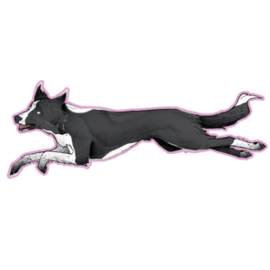 Magnes premium - agility border collie w biegu / skoku ok. 33 x 12 cm