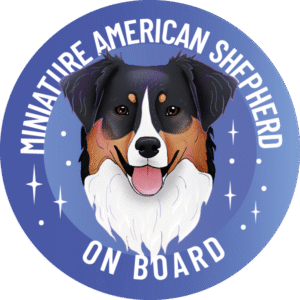 Magnes - miniaturowy owczarek amerykański ⌀ 10 cm