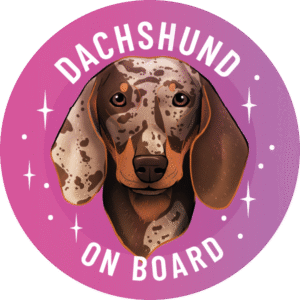 Magnes - Jamnik krótkowłosy ⌀ 10 cm